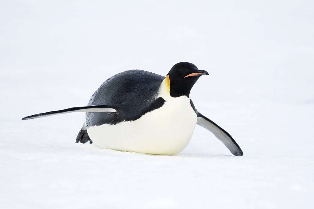 Emperor penguin sliding on the ice