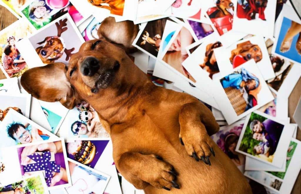 Dachshund dog laying on back, eyes closed