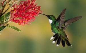 hummingbird