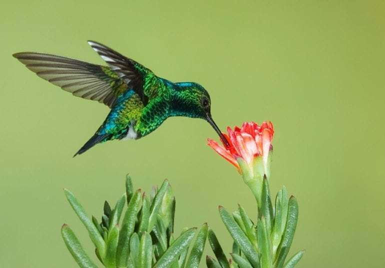 hummingbird